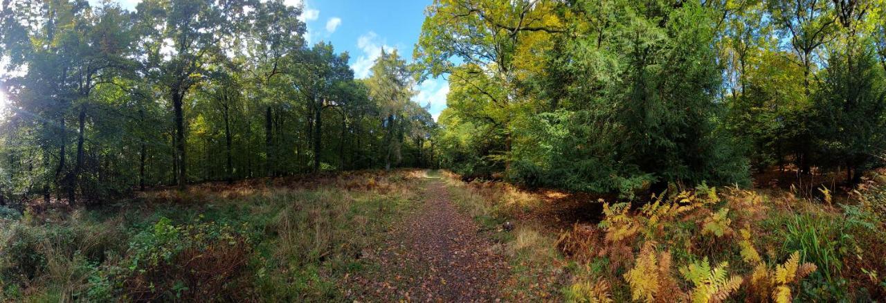 The Beehive - Self Catering In The Heart Of The Forest Of Dean Whitecroft 外观 照片
